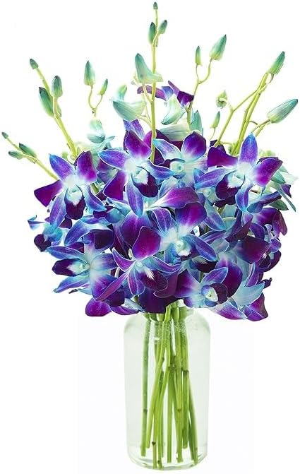 KaBloom PRIME NEXT DAY DELIVERY - Mother’s Day Collection - 10 Blue Orchid Gift for Birthday, Sympathy, Anniversary, Get Well, Thank You, Valentine,...